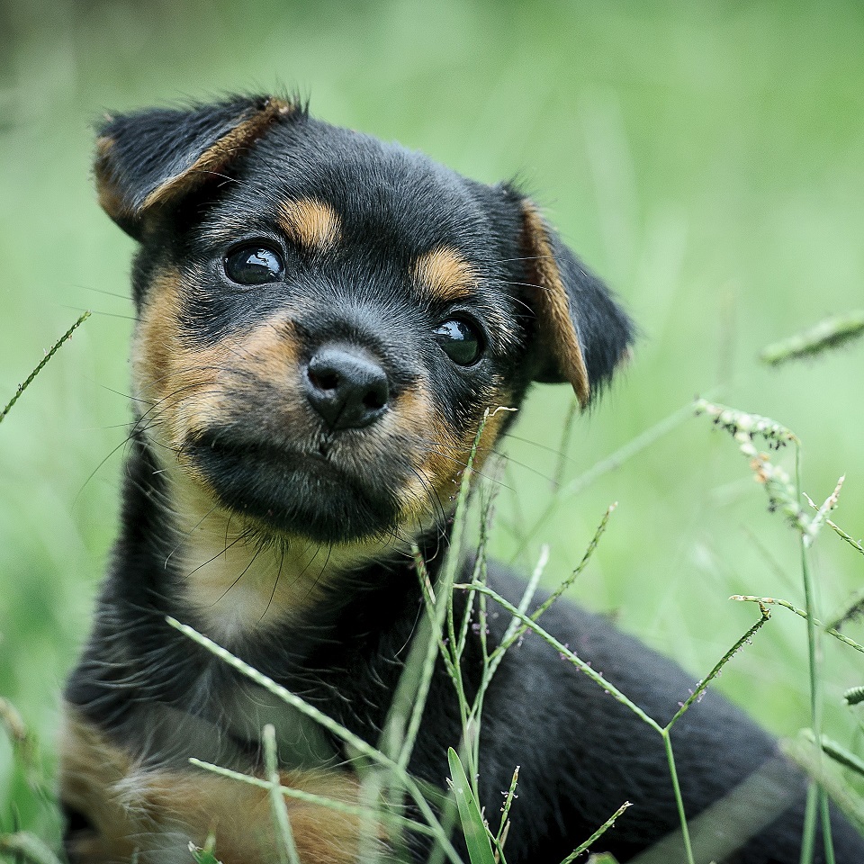 O psiej adopcji. Adoptuj przyjaciela a nie kupuj